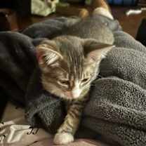 Thumbnail photo of Benny #2