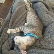 Thumbnail photo of Benny #4