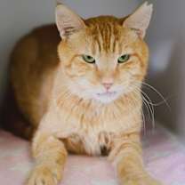 Thumbnail photo of Cannoli #3