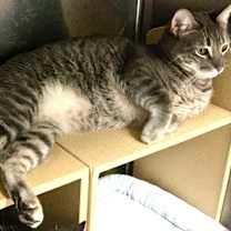 Thumbnail photo of Finnegan #1