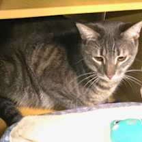 Thumbnail photo of Finnegan #2