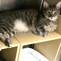 Thumbnail photo of Finnegan #3