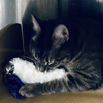 Thumbnail photo of Finnegan #4