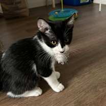 Thumbnail photo of Dew Drop (must be adopted with #3