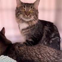 Thumbnail photo of Kit Kat #1