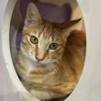 Thumbnail photo of Milo #1