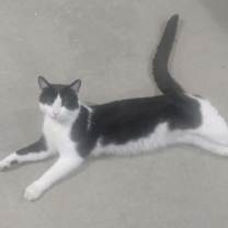 Thumbnail photo of Oreo #4