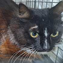 Thumbnail photo of Diva #2