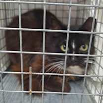 Thumbnail photo of Diva #3