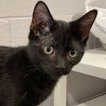 Thumbnail photo of Bones (LE) #1