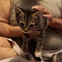 Thumbnail photo of TIPPY #1