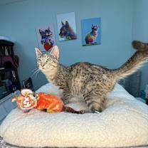 Thumbnail photo of Evee #1