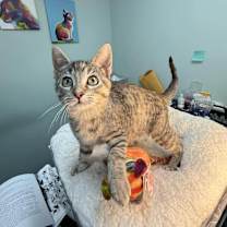 Thumbnail photo of Evee #2