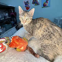 Thumbnail photo of Evee #3