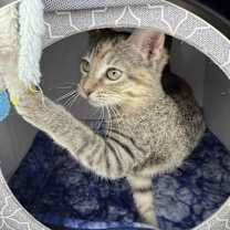 Thumbnail photo of Evee #4