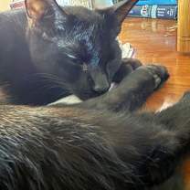 Thumbnail photo of Bing #4