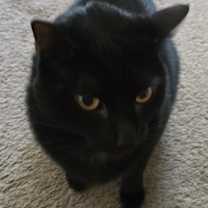 Thumbnail photo of Tom #1