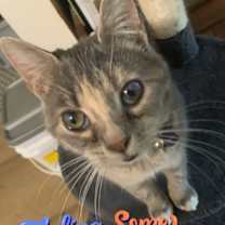 Thumbnail photo of Willow #1