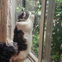 Thumbnail photo of Kya #1