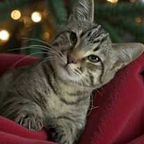 Thumbnail photo of Draco #3