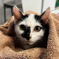 Thumbnail photo of Dotty #2