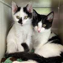 Thumbnail photo of Dotty #3