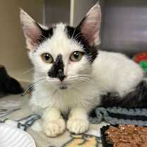 Thumbnail photo of Dotty #4