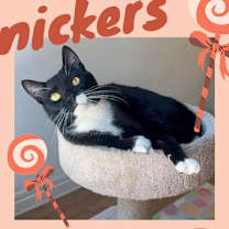 Thumbnail photo of Snickers #2