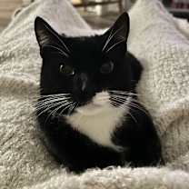 Thumbnail photo of Snickers #3