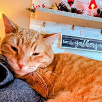 Thumbnail photo of Diesel & Rosie #4