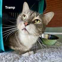 Thumbnail photo of Tramp #1