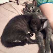 Thumbnail photo of Nap & Nudge Nostrand #1