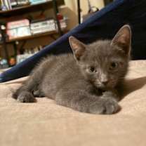 Thumbnail photo of Nap & Nudge Nostrand #2