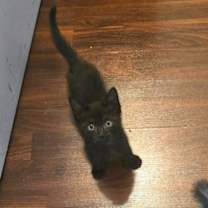 Thumbnail photo of Nap & Nudge Nostrand #3