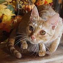 Thumbnail photo of KITTEN LILYPAD #2