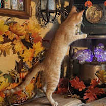 Thumbnail photo of KITTEN LILYPAD #3