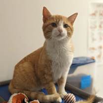 Thumbnail photo of Nolan #3