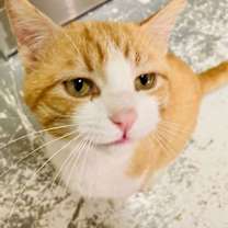 Thumbnail photo of Nolan #4