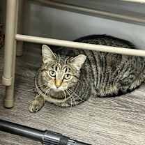 Thumbnail photo of Ziti #4