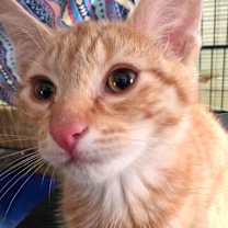 Thumbnail photo of Bonsai #1