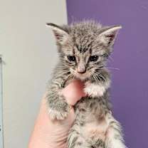 Thumbnail photo of Sage #1