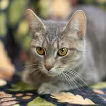 Thumbnail photo of Cryptid-C #4