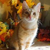 Thumbnail photo of KITTEN LILYPAD #1