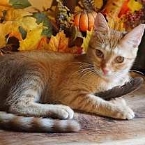 Thumbnail photo of KITTEN LILYPAD #3