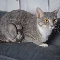 Thumbnail photo of Princess Leia #4