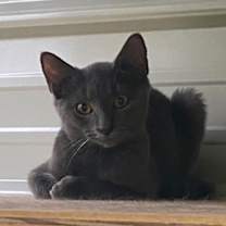 Thumbnail photo of Gray Sun #2