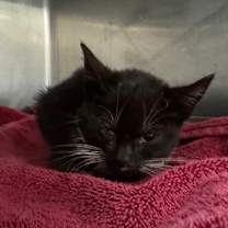 Thumbnail photo of Dryer Lint #2