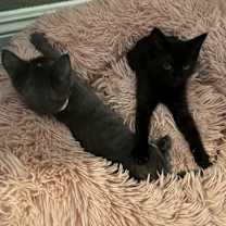 Thumbnail photo of Red Vines #3