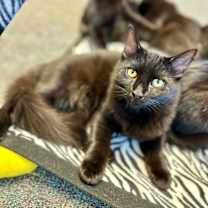 Thumbnail photo of Binx #2