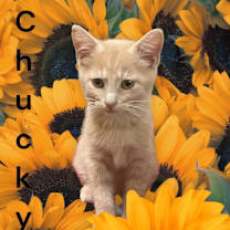 Thumbnail photo of Chucky #1